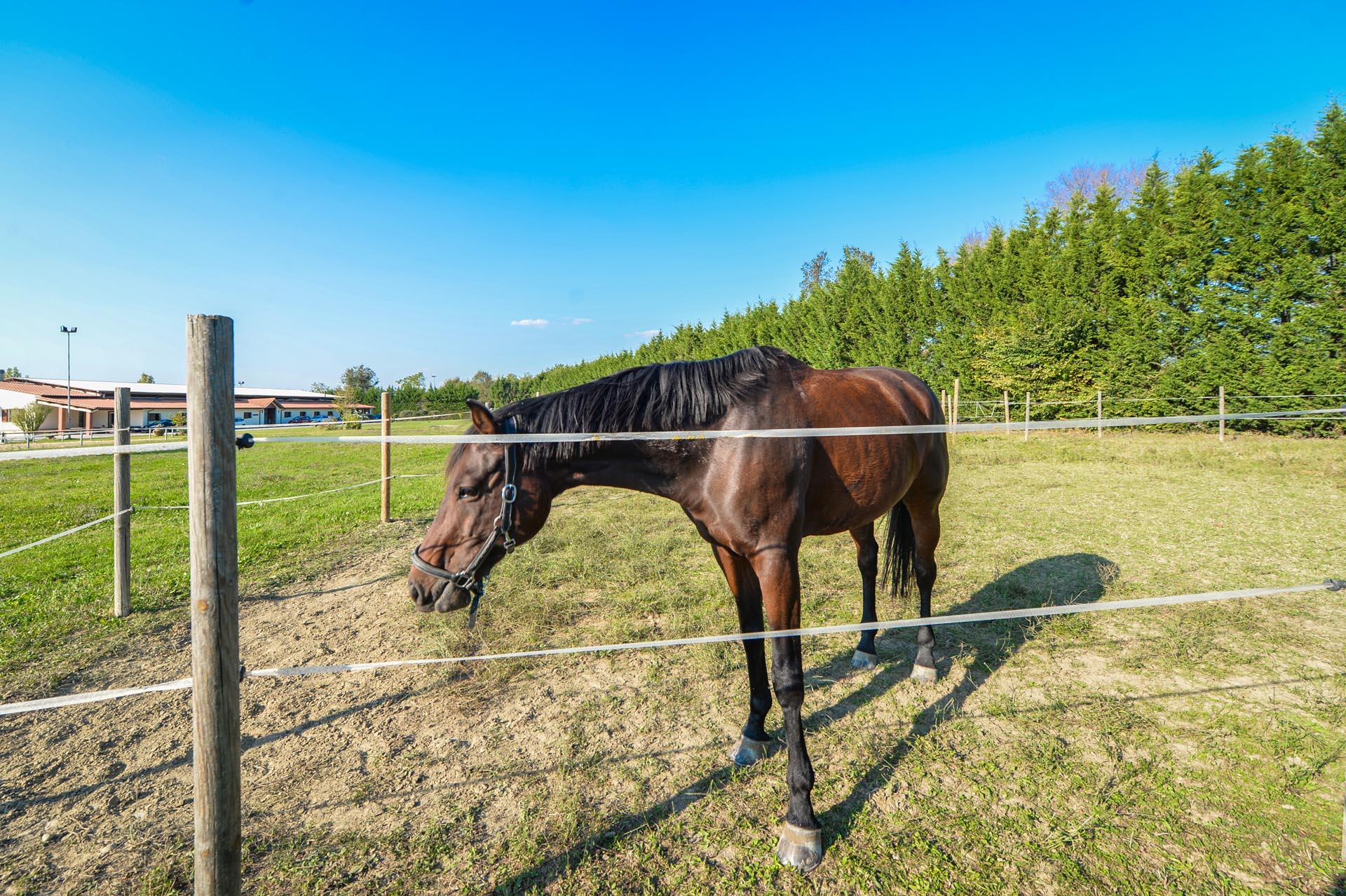 CAVALLI, EQUITAZIONE, POLO: MANEGGI, AGRITURISMI, VILLE & CASALI IN CAMPAGNA CON SCUDERIE